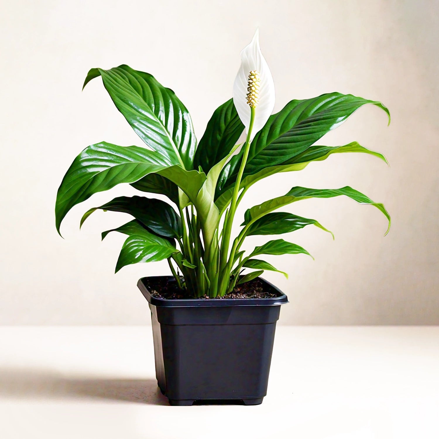 Peace Lily (Spathiphyllum Wallisii) - Air-Purifying Indoor Plant | Elegant White Blooms | EagleShopy India