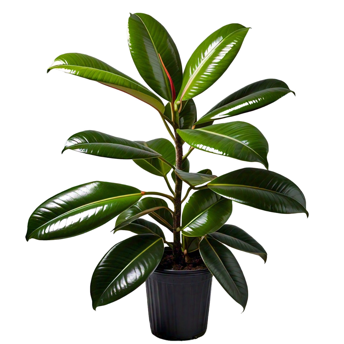 Rubber Plant (Ficus elastica) - Indoor Decorative Plant | Air-Purifying | EagleShopy India