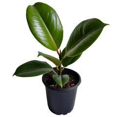 Rubber Plant (Ficus elastica) - Indoor Decorative Plant | Air-Purifying | EagleShopy India