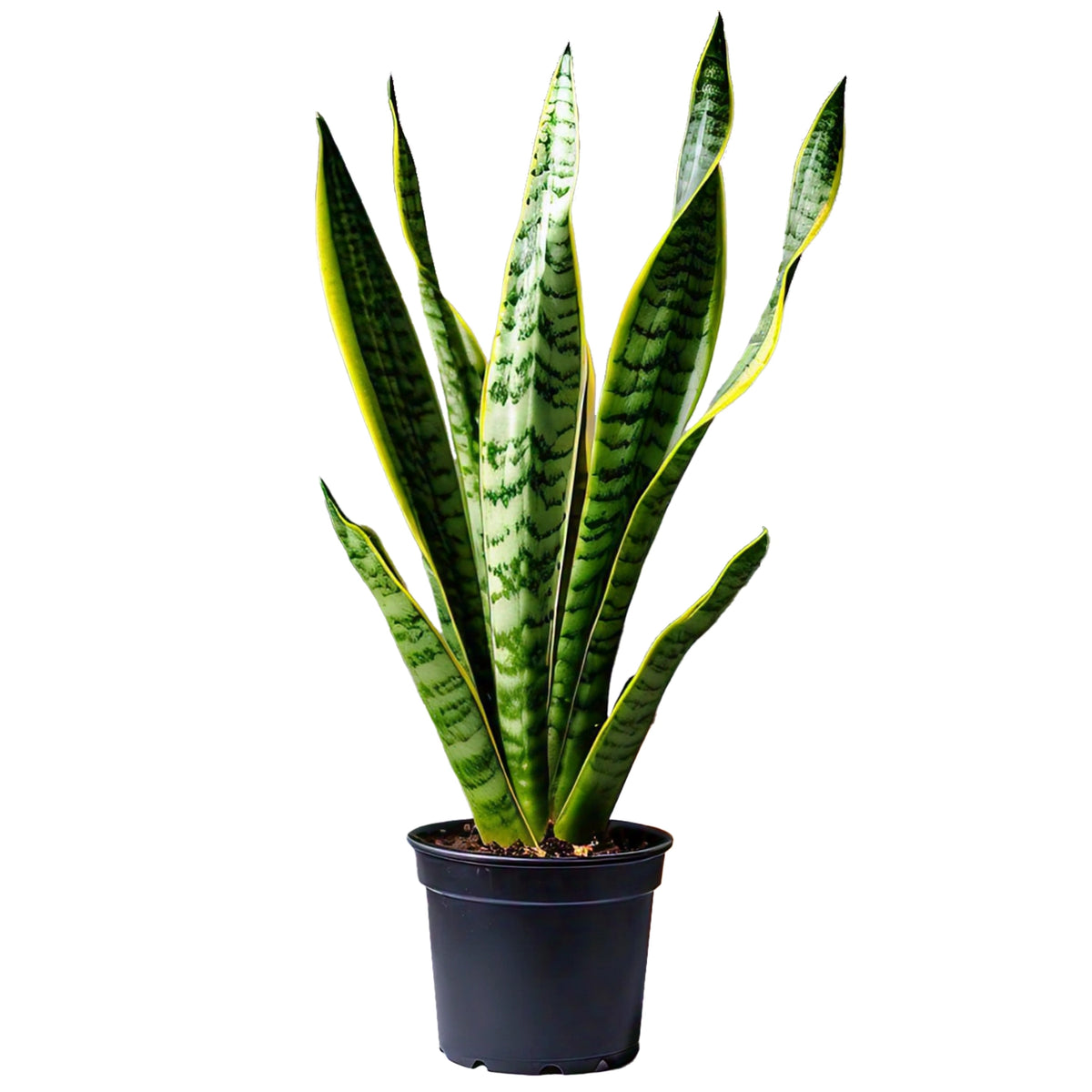 Snake Plant (Sansevieria Trifasciata) - Air-Purifying Indoor Plant | Low Maintenance | EagleShopy India