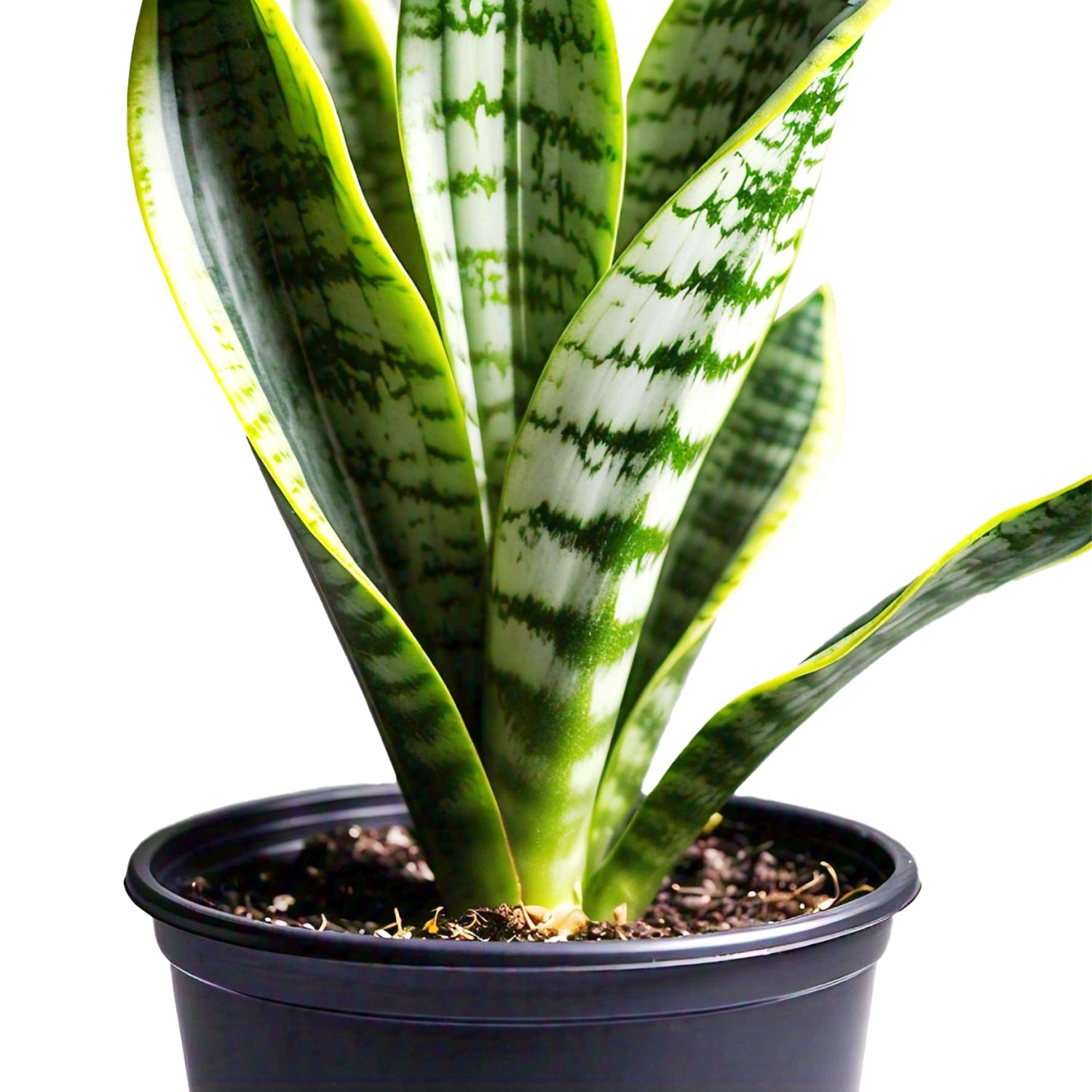 Snake Plant (Sansevieria Trifasciata) - Air-Purifying Indoor Plant | Low Maintenance | EagleShopy India