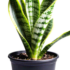 Snake Plant (Sansevieria Trifasciata) - Air-Purifying Indoor Plant | Low Maintenance | EagleShopy India