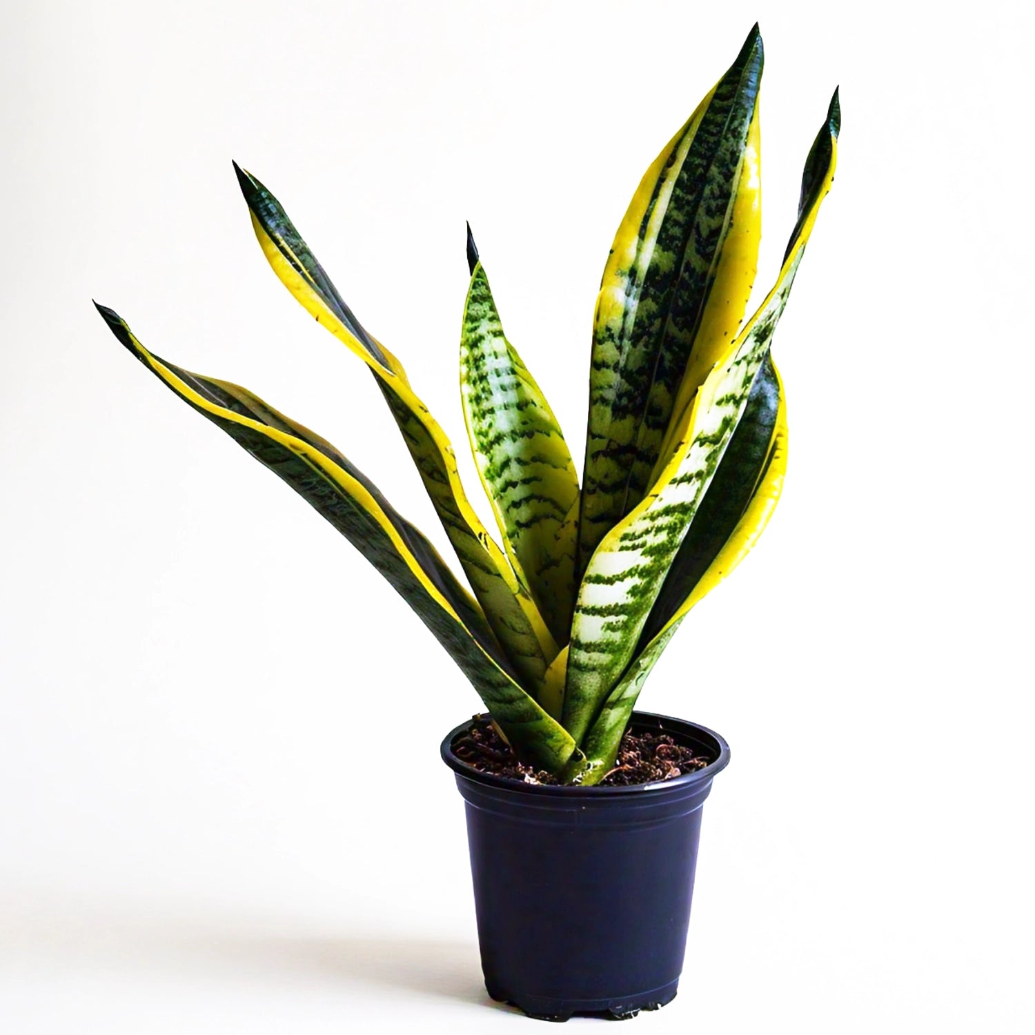 Snake Plant (Sansevieria Trifasciata) - Air-Purifying Indoor Plant | Low Maintenance | EagleShopy India