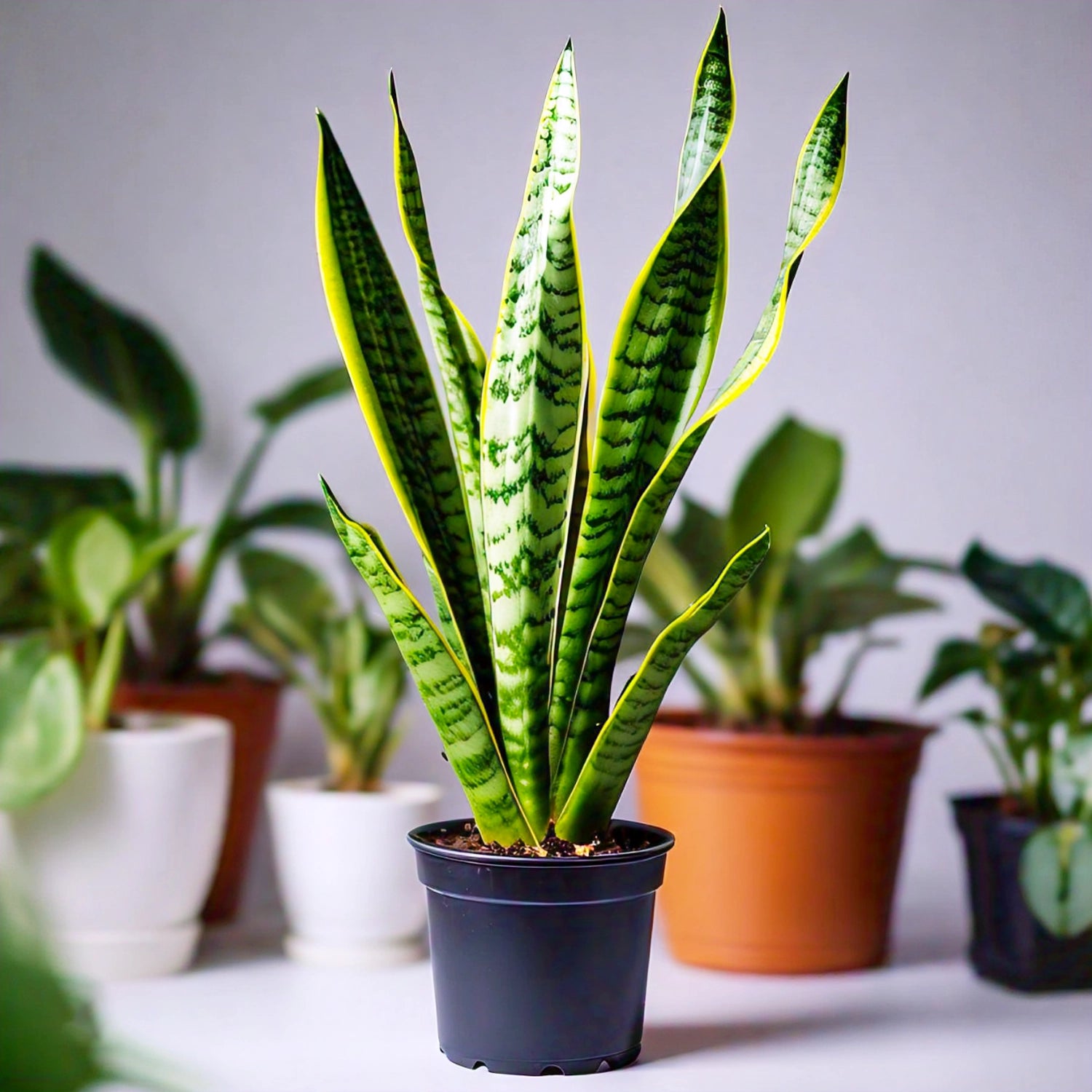 Snake Plant (Sansevieria Trifasciata) - Air-Purifying Indoor Plant | Low Maintenance | EagleShopy India