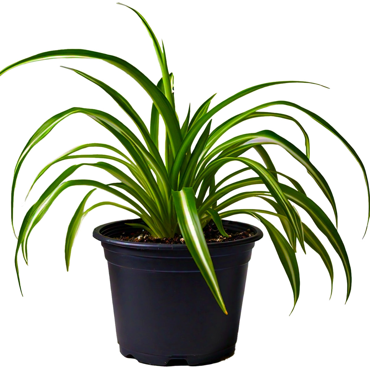 Spider Plant (Chlorophytum Comosum) - Air-Purifying Indoor Plant | Easy to Care for | EagleShopy India