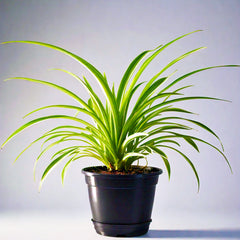 Spider Plant (Chlorophytum Comosum) - Air-Purifying Indoor Plant | Easy to Care for | EagleShopy India