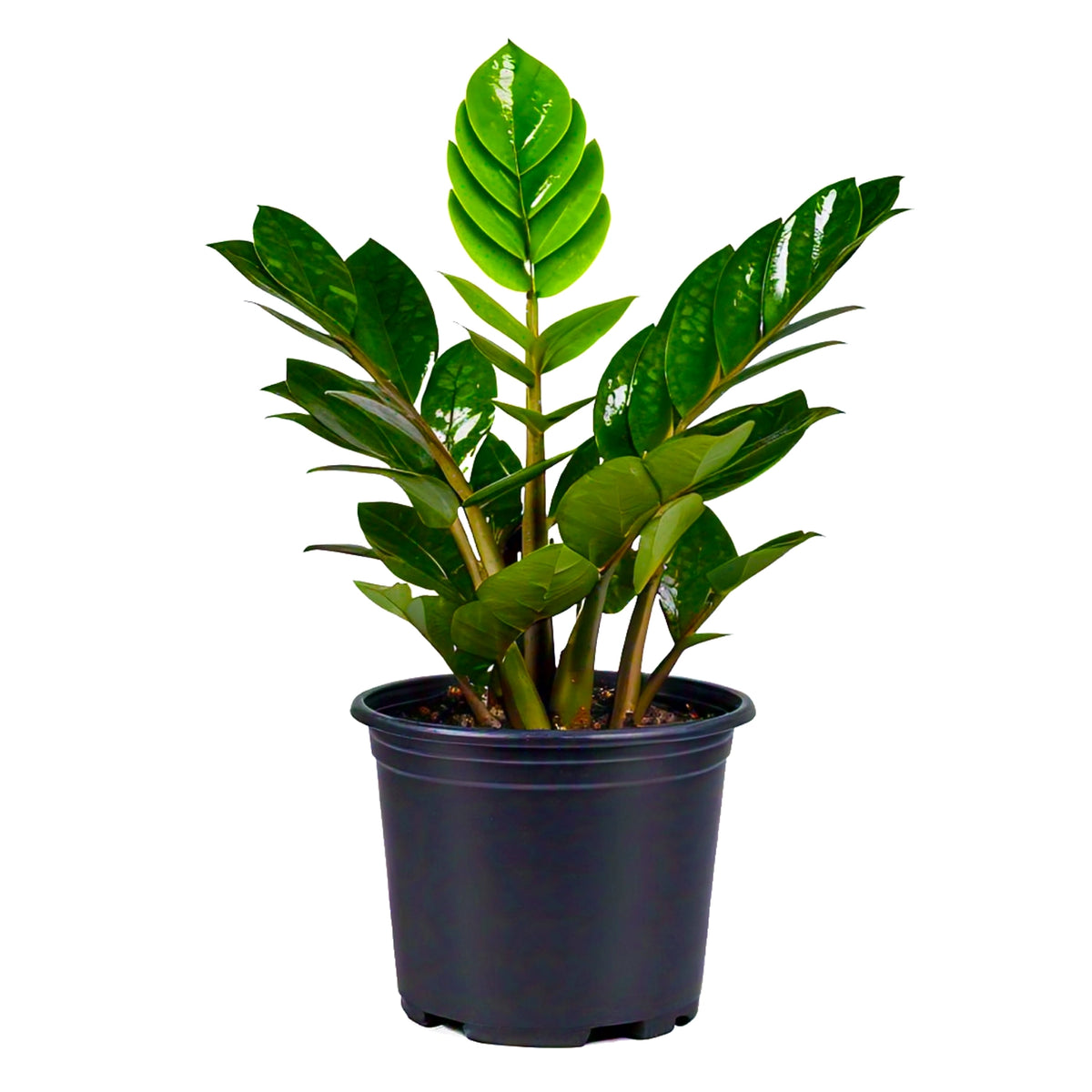 zz plant india ZZ Plant (Zamioculcas Zamiifolia) - Low-Light Indoor Plant