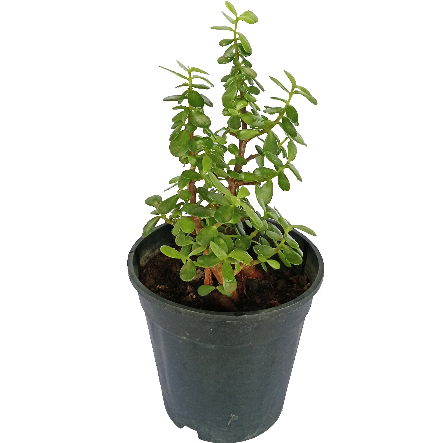 Healthy Jade Plant Crassula Ovata Easy to Care for Indoor Succulent